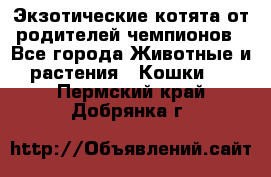  Экзотические котята от родителей чемпионов - Все города Животные и растения » Кошки   . Пермский край,Добрянка г.